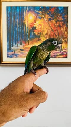 green cheek conure very play full bird and hand tamed