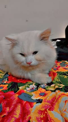white male Persian cat / adult male Persian cat