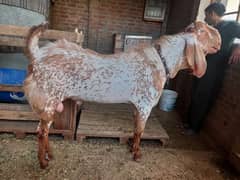 Goat Breeder Makhi Cheena