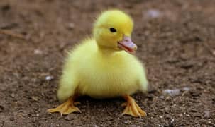 male female ducks chicks only on price 25000