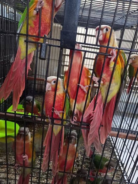 blue conure chick/extream high red conure parrots 12