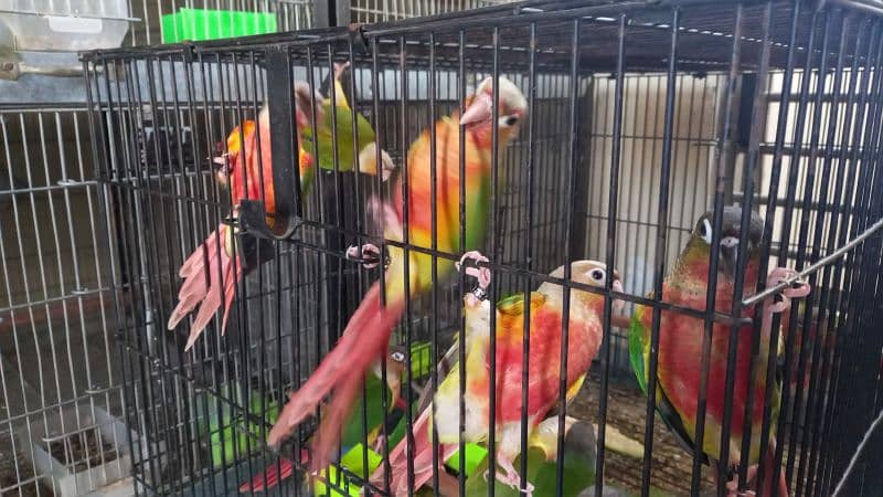Red factor conure chick parrots 15