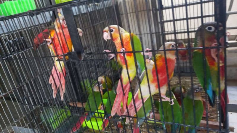 blue conure chick/extream high red conure parrots 5