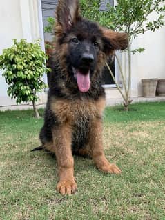 German shepherd female puppy available for sale
