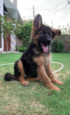 German shepherd female puppy available for sale