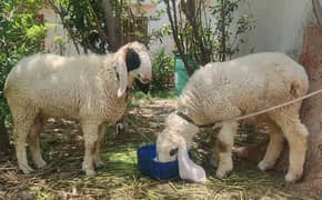Pair of sheeps/Dumbe for sale.