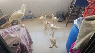 Heera Aseel 6 Adult Chick 3 Month Vaccinated