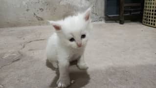 real persian cat