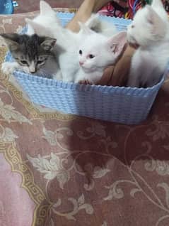 4 Kittens for Sale