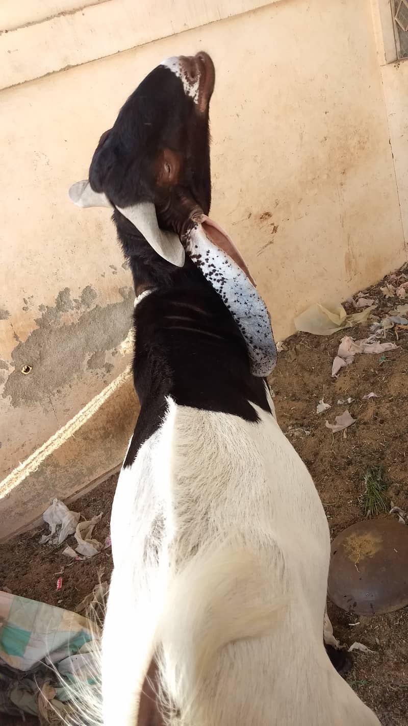 6 dant andu breeder Bakra . best for qurbani and breeding 5