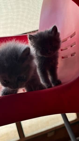 Persian kittens 11
