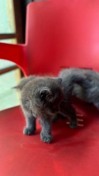 Persian kittens 14