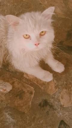 Triple Coated Persian pure white cat