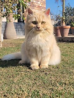 pregnant Persian female and male for sale