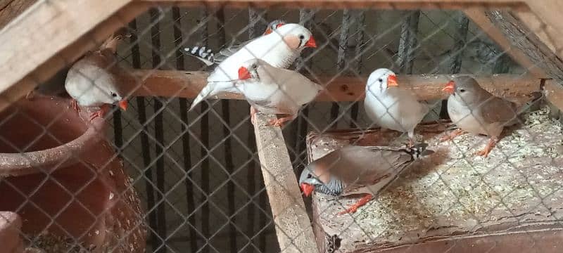 Finches 1