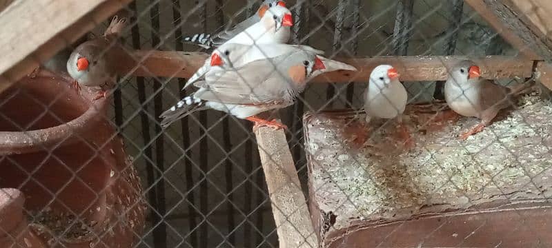 Finches 3