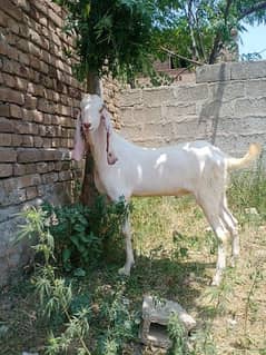 Rajan pur Makhi cheena / Qurbani / Bakra / Goat For sale