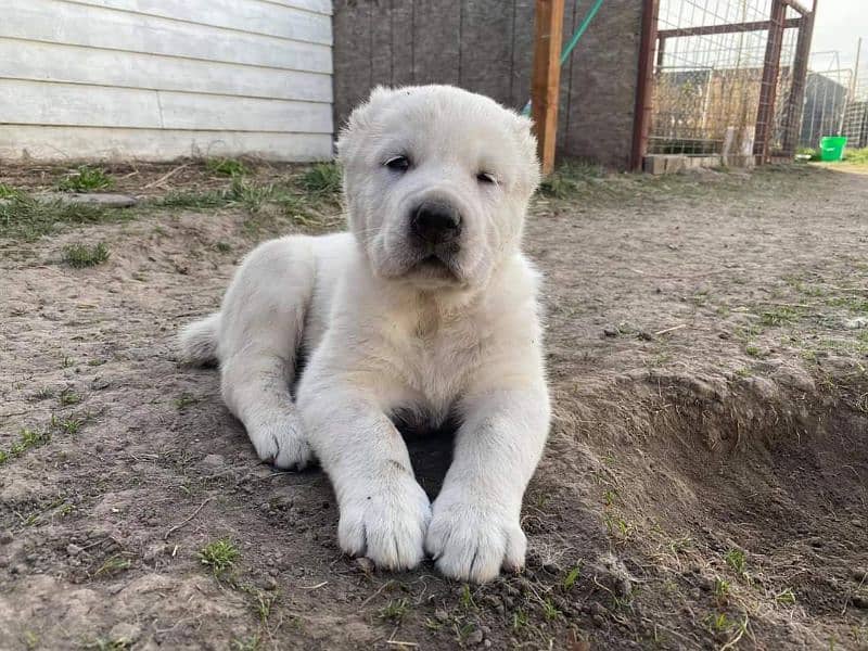 Alabai imported puppies available for sale Dogs 1088325663
