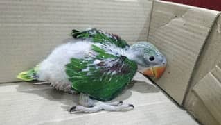 Kashmiri Raw parrot