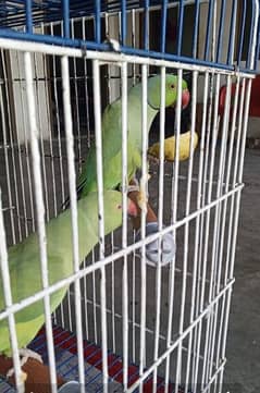 parrots pair