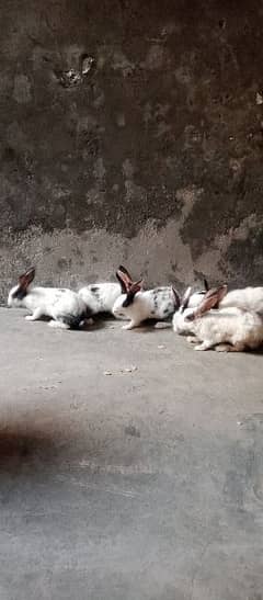 rabbit for sale in full  healthy condition FEMAle is pregnant