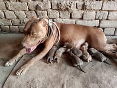 American pitbull puppies males and females male 50k snd female 40k