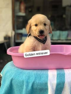 Golden retriever puppies available for sale