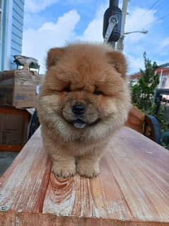 Chow chow imported puppies available for sale