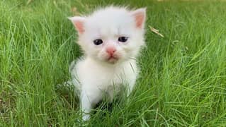 White fluffy baby kitten (Persian breed)