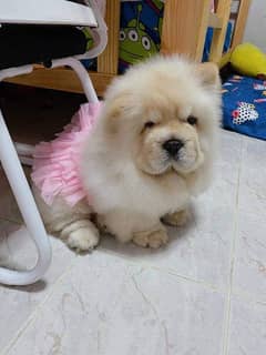 chow chow imported puppies available for sale