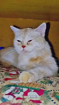 Persian Female cat