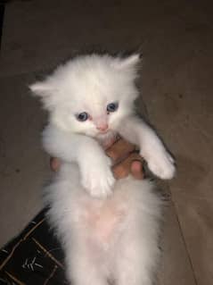 Male and female kittens
doll face
for sale 
Whatsapp 03006392115