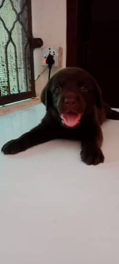 Labra dog male puppy avilbal extremely quilty