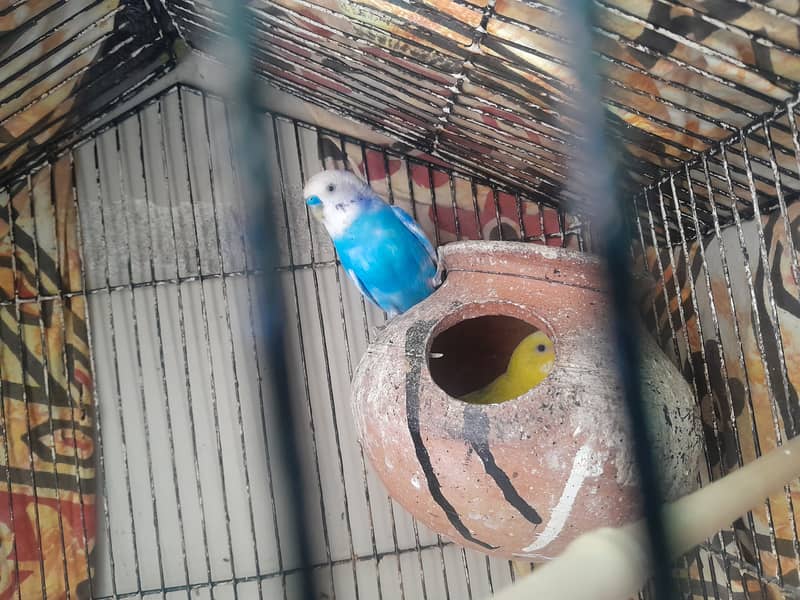 Parot couple 0