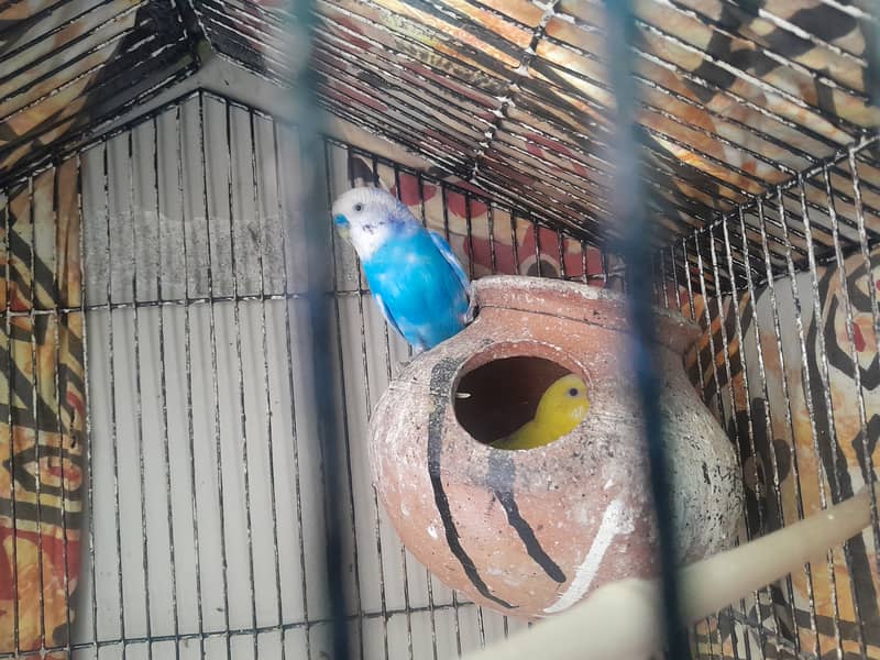 Parot couple 1