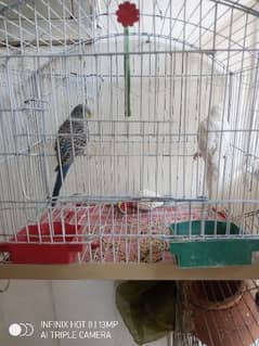 budgie parrots with cage
