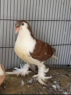 German bloodline sherazi chick for sale
