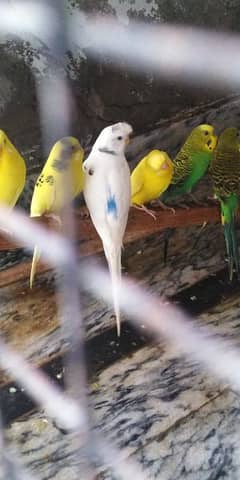 Multiple Species Parrots colony