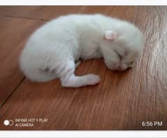 triple coated Persian kittens white color