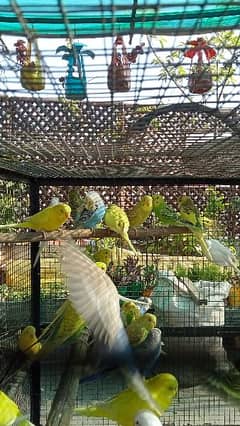 Bajri birds