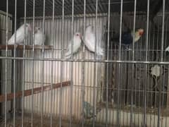 albino split ino parblue pastelino lovebirds