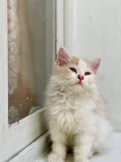 persian Cat Kittens 0