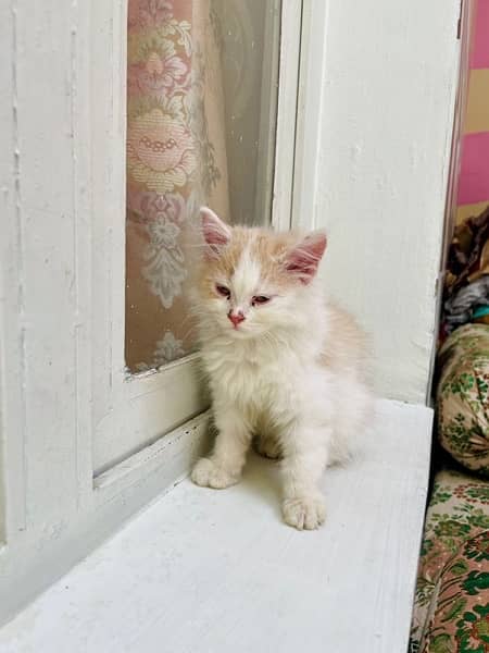 persian Cat Kittens 1