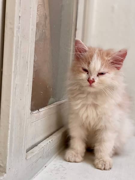 persian Cat Kittens 2
