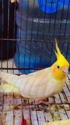 Common White cocktail pair looking for new home 
Breeder pair,