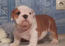 TOP QUALITY ENGLISH BULL DOG PUPPIES AVAILABLE FOR SALE