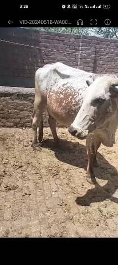 4 Month ki pregnant cow for sale urgent