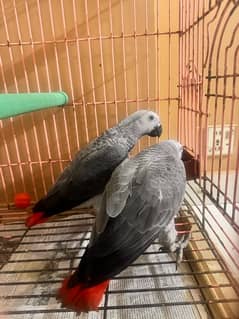 african grey. . homebreed. . self feed chicks age 4 months