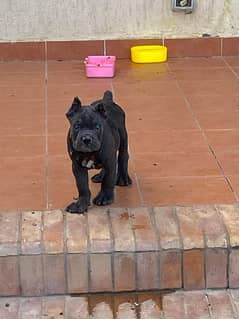 TOP QUALITY CANE CARSO PUPPY AVAILABLE FOR SALE