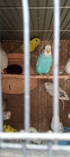 red black eye bajri parrots mutation finch breeder pair healthy active